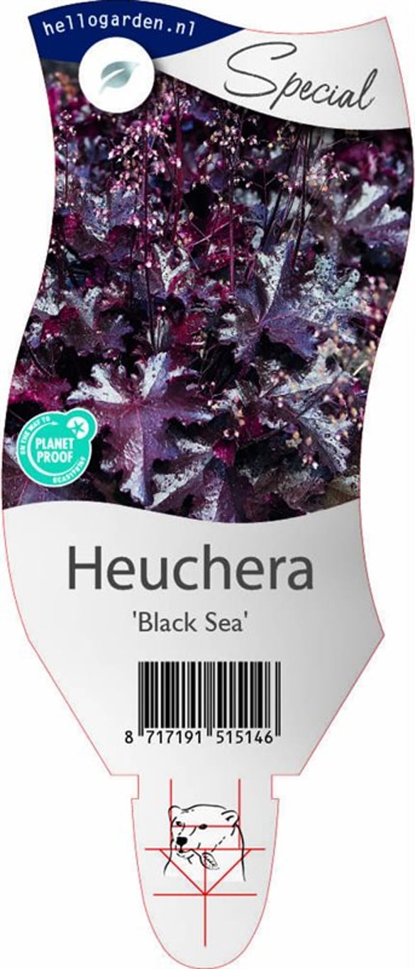 Heuchera 'Black Sea' - P11